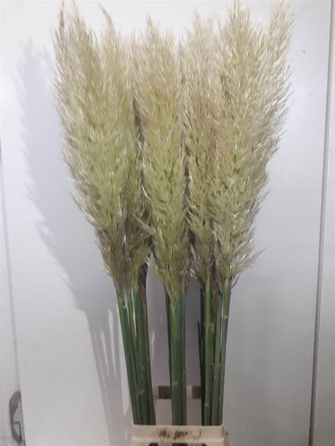 <h4>Cortaderia selloana 'Evita'</h4>