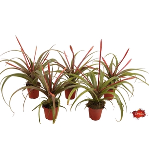 Tillandsia flabellata