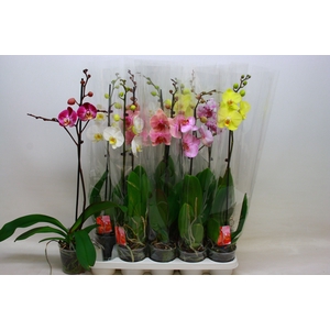 PHAL GEM