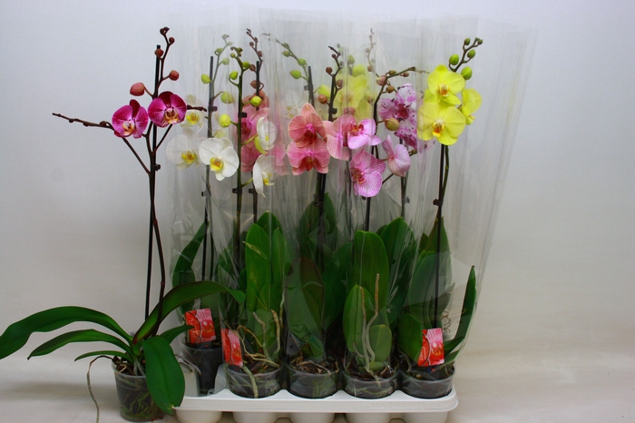 <h4>PHAL GEM</h4>