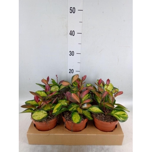 Hoya australis 'Lisa'