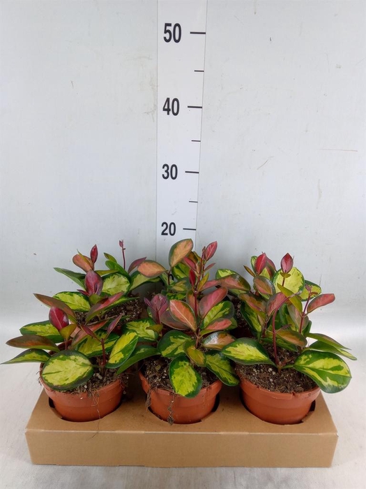 <h4>Hoya australis 'Lisa'</h4>