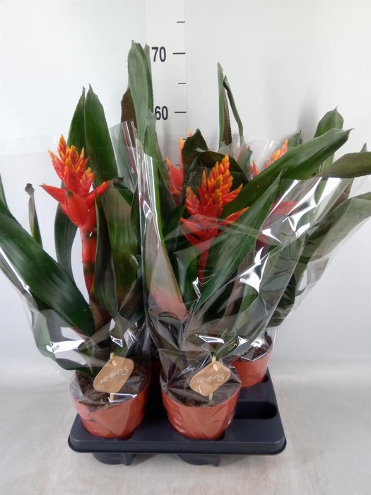 <h4>Aechmea ...</h4>