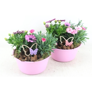 arr4 Outdoor MB - Zink bolschaal pink