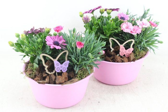 <h4>arr4 Outdoor MB - Zink bolschaal pink</h4>