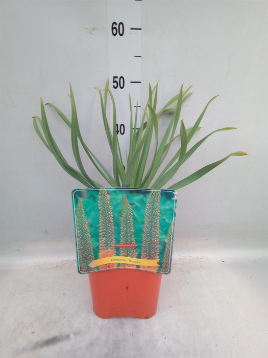 <h4>Eremurus   ...</h4>