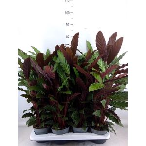 Calathea rufibarba