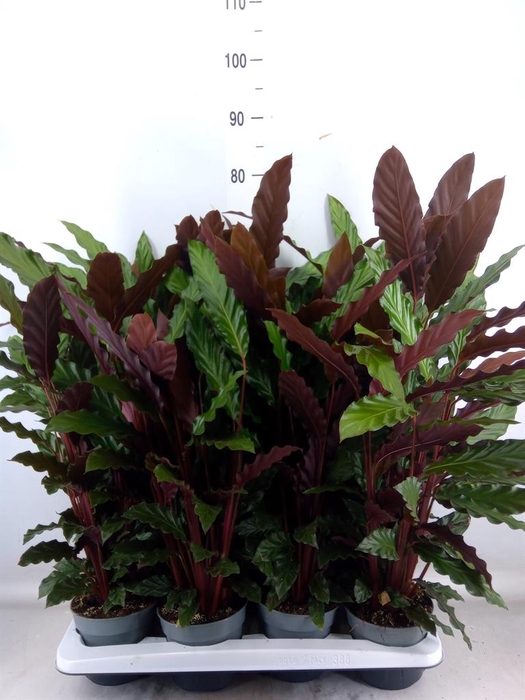 <h4>Calathea rufibarba</h4>