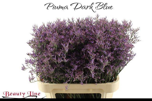<h4>LIM PIUMA DARK BLUE</h4>