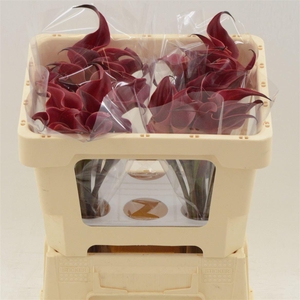 Calla Red Charm | Afwijkende Kleur