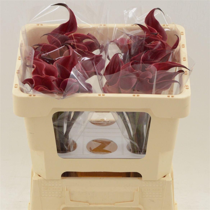 <h4>Calla Red Charm | Afwijkende Kleur</h4>