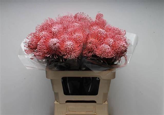 <h4>LEUCO NAOMI GEFAE</h4>