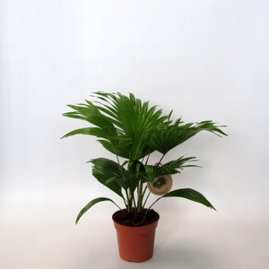 Livistona rotundifolia