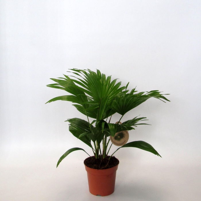 <h4>Livistona rotundifolia</h4>
