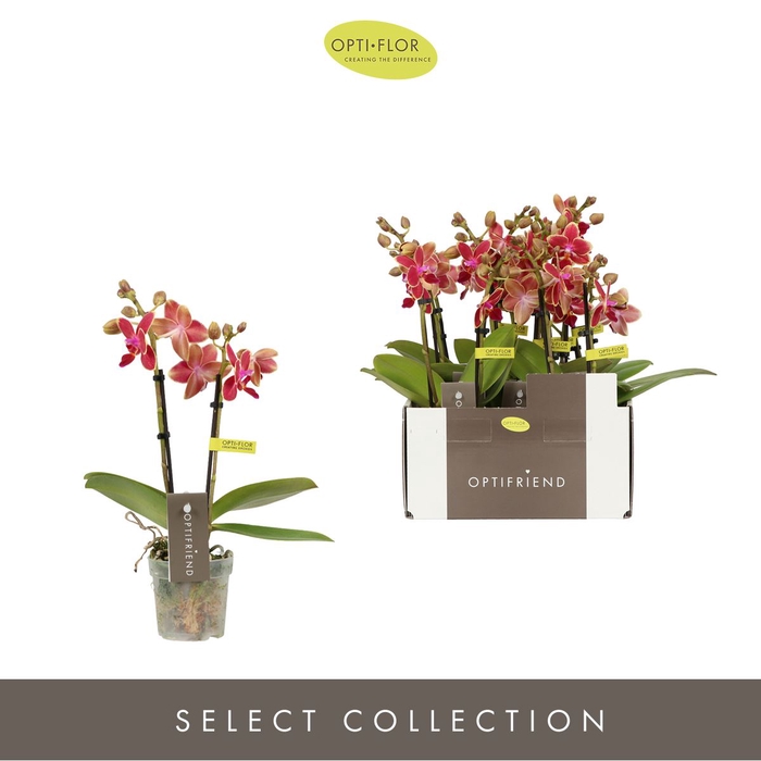 <h4>Phalaenopsis multi.   ...red</h4>
