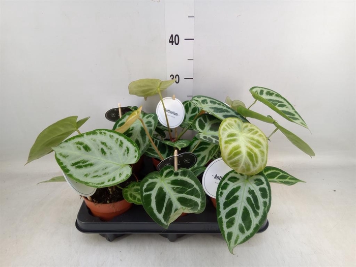 <h4>Anthurium   ...</h4>