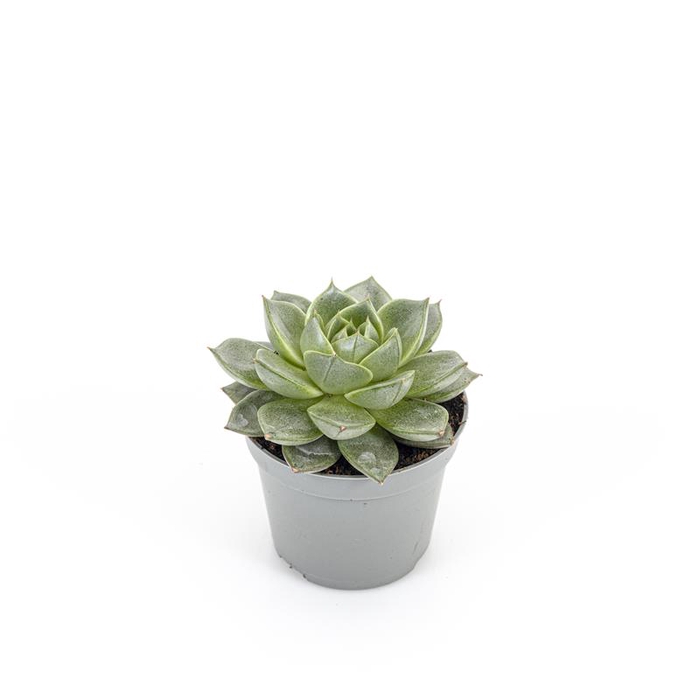 <h4>ECHEVERIA-HYBRID P6 GILVA</h4>