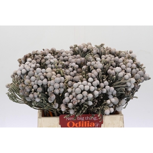 Cape Green Silver Brunia