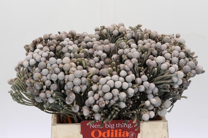 <h4>Cape Green Silver Brunia</h4>