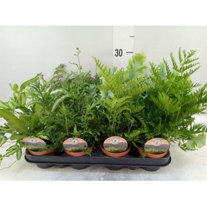 Ferns   ...mix