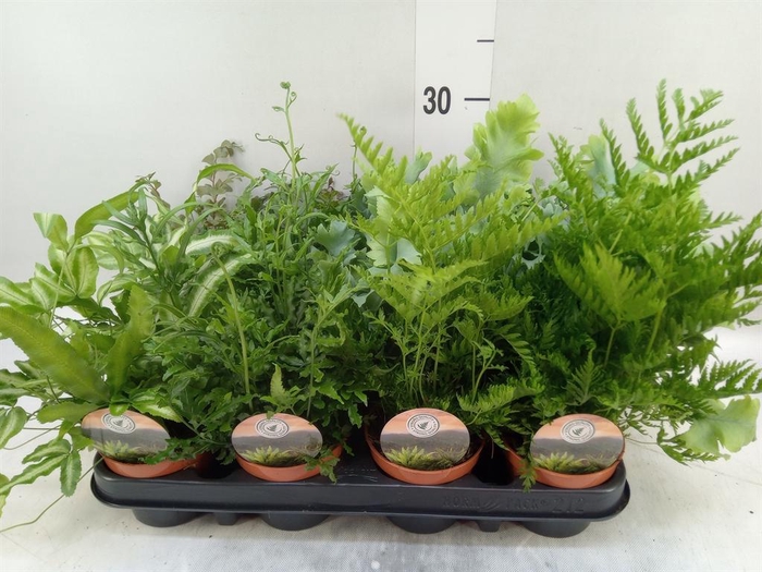 <h4>Ferns   ...mix</h4>