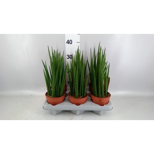 Sansevieria bacularis