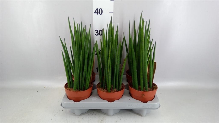 <h4>Sansevieria bacularis</h4>
