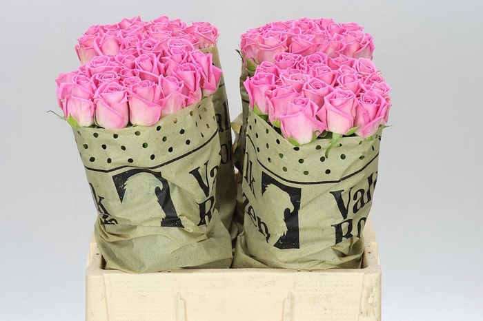 <h4>Rosa Gr Aqua</h4>