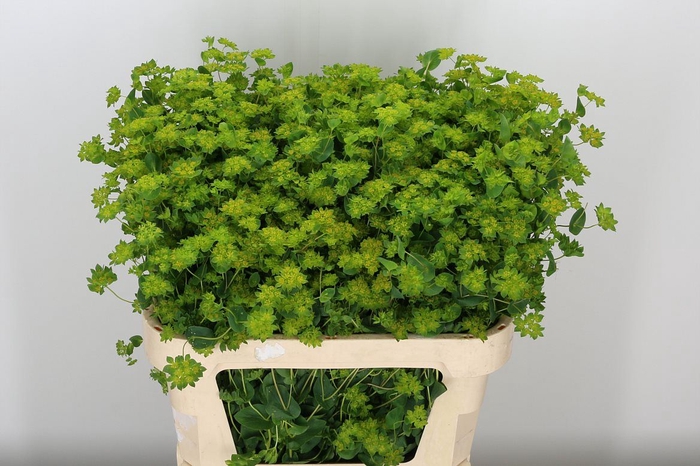 <h4>Bupleurum Rotundifol</h4>