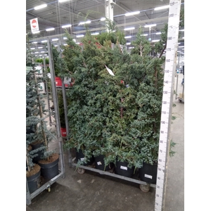 Juniperus chinensis 'Blue Alps'