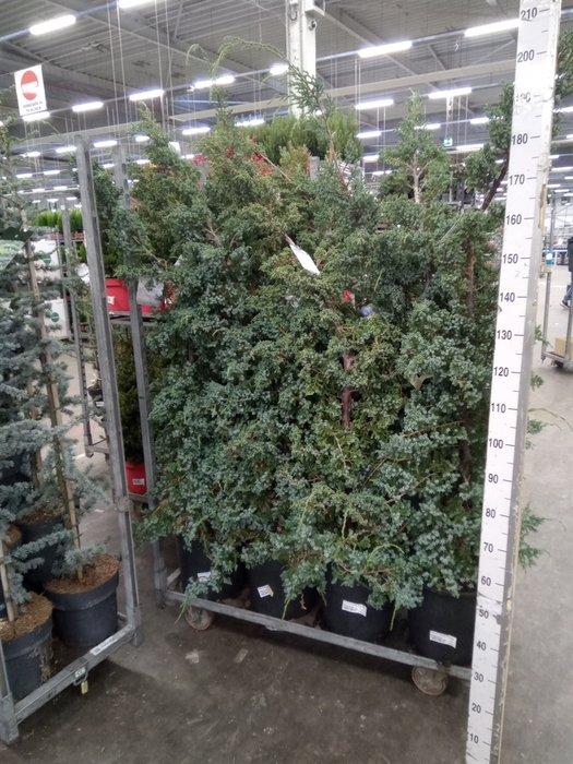 <h4>Juniperus chinensis 'Blue Alps'</h4>