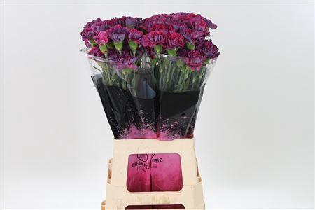 <h4>Di St Tatis</h4>