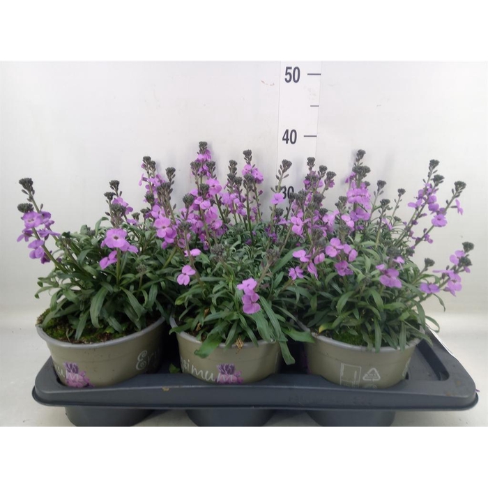 <h4>Erysimum linifolium</h4>