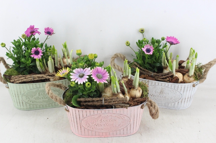 <h4>arr4 Outdoor PL - Zink ovaal colour mix</h4>