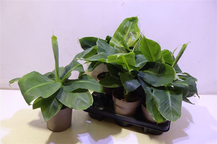 <h4>Musa Tropicana</h4>