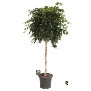 Ficus Be Danielle stam