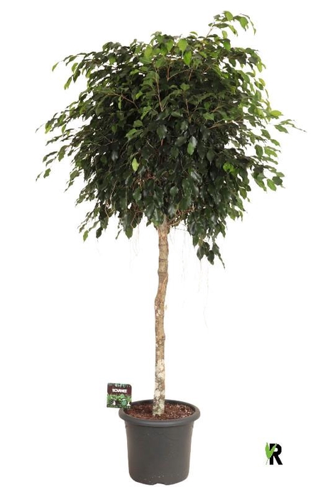 <h4>Ficus Be Danielle stam</h4>