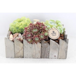 arr4 Semp PL - Hout rechth. 285/4
