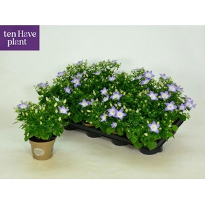 CAMP IS BERL BICOLOR