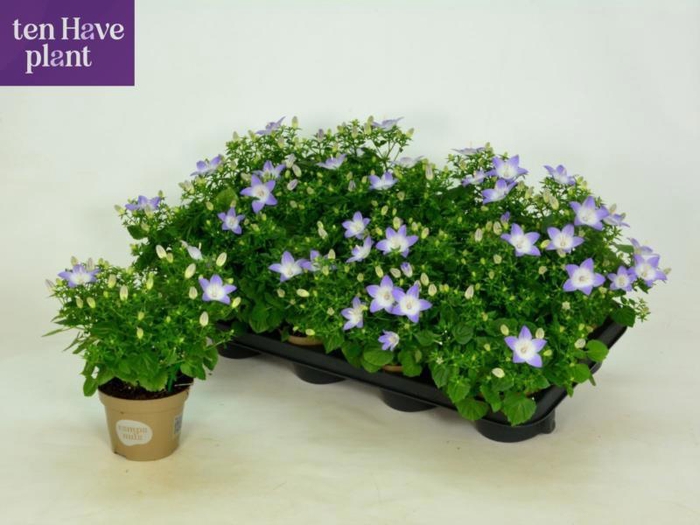 <h4>CAMP IS BERL BICOLOR</h4>