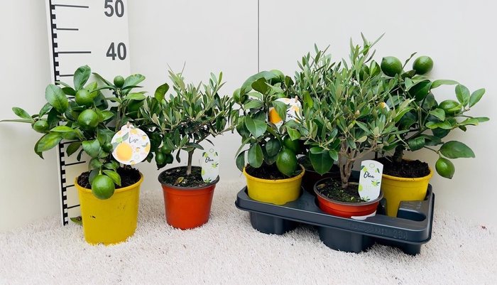 <h4>Algarve Mix Lemon & Olea medi-stem</h4>