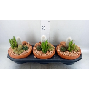 Arr.  Cactus L%