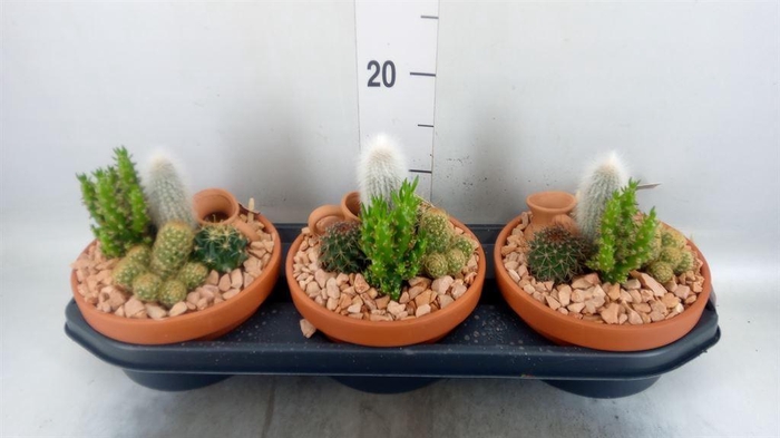<h4>Arr.  Cactus L%</h4>