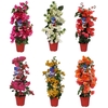 BOUGAINV DANIA