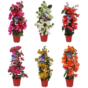 BOUGAINV DANIA
