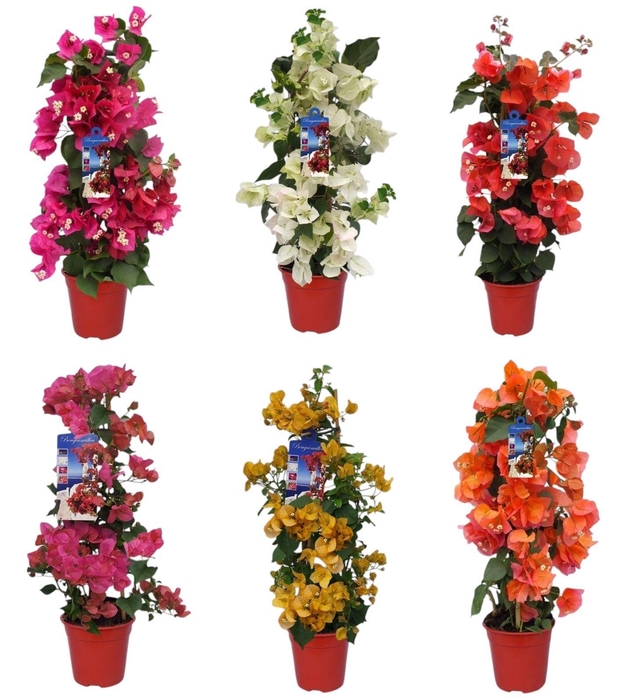 <h4>BOUGAINV DANIA</h4>