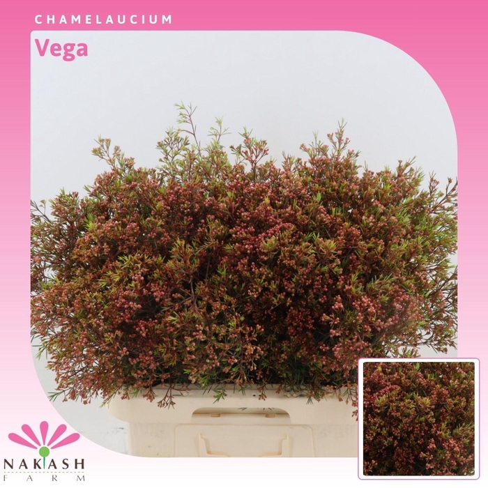 <h4>Chamelaucium Vega</h4>