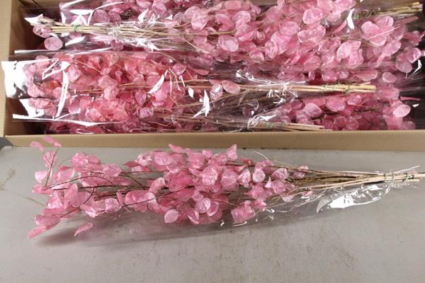 <h4>Df Lunaria Bs Shiny Light Pink</h4>