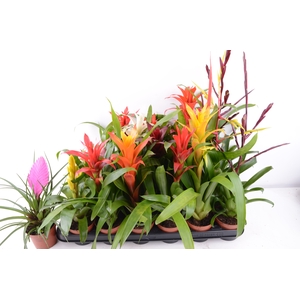 BROMELIA  GEM 14 SRT