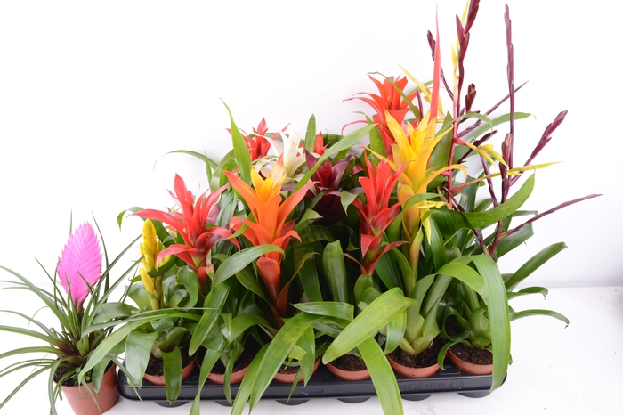 <h4>BROMELIA  GEM 14 SRT</h4>